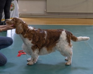 Open Dog